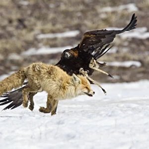A tamed golden eagle attacks a fox during an annual hunting competition in Chengelsy