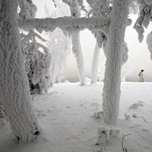 A woman walks past trees covered with heavy hoarfrost and snow on the bank of the Yenisei