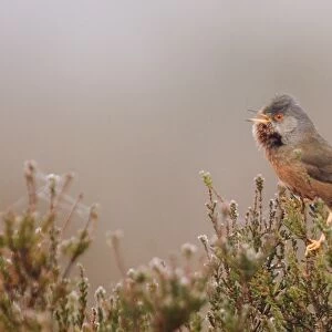Dartford Warbler Sylvia undata male in song on lowland heath Surrey on frosty morning