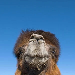 Domesticated Bactrian Camel Camelus batrianus breeding male in pen at nomads Ger