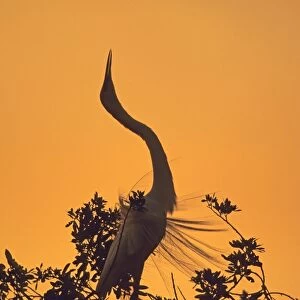 Great White Egret displaying at breeding colony Greece