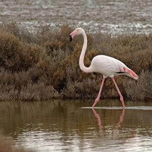 Greater Flamingo, Phoenicopterus ruber. Camargue, France, April