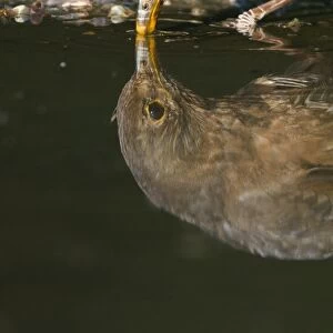 Reflection of female Blackbird Turdus merula drinking from puddle Norfolk spring