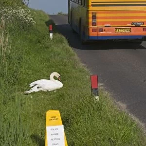 Sign to motorists to slow due to Mute Swan nest on roadside verge Cley Norfolk May