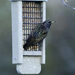 Starling Sturnus vulgaris on fat feeder in garden Kent winter