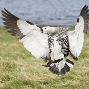 Upland Goose Choephaga picta male coming in to land Tierra del Fuego Argentina November