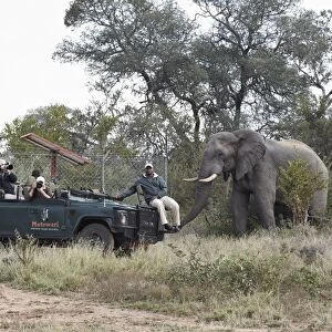 African Elephant (Loxodonta africana) adult male, standing near tourists in safari vehicle