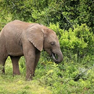 African Elephant (Loxodonta africana) calf, feeding, standing beside vegetation, Addo Elephant N. P