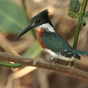 Amazon Kingfisher (Chloroceryle amazona) adult male, perched on twig, Cuiaba River, Mato Grosso, Brazil, september