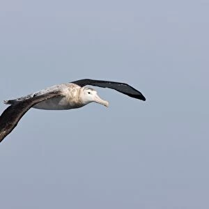 Arctic Skua (Stercorarius parasiticus) pale phase, adult, in flight over sea, Mousa Island, Shetland Islands, Scotland