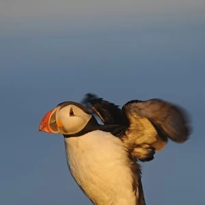 Atlantic Puffin (Fratercula arctica) adult, breeding plumage, flapping wings, standing on clifftop, Latrabjarg