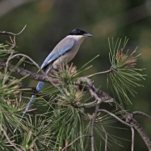 Azure-winged Magpie (Cyanopica cyana) adult, perched on pine tree branch, Beijing, China, may