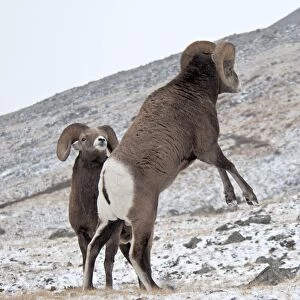 Bighorn Sheep (Ovis canadensis) two adult males, fighting in snow, Jasper N. P. Alberta, Canada, october
