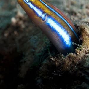 Blue-striped Fangblenny (Plagiotremus rhinorhynchos) adult, emerging from burrow, Blue Water Muck dive site, Uhak River, Wetar Island, Barat Daya Islands, Lesser Sunda Islands, Maluku Province, Indonesia