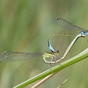 Blue-tailed Damselfly (Ischnura elegans) adult pair, mating in wheel position, Camargue, Bouches-du-Rhone