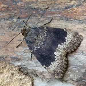Bordered Copper Underwing (Amphipyra perflua) adult male, resting on log, Cannobina Valley, Piedmont, Northern Italy, june
