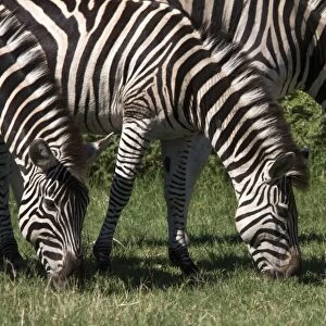 Browsing Burchell sw Zebra s
