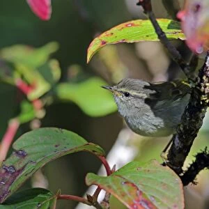 Buff-barred Warbler (Phylloscopus pulcher pulcher) adult, perched on twig, Doi Inthanon N. P