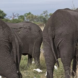 Cattle Egrets hunt for insects that this group of African Elephants disturb