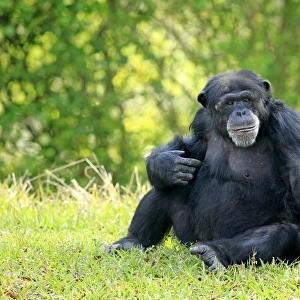 Central Chimpanzee (Pan troglodytes troglodytes) adult male, sitting on grass (captive)