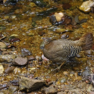 Ceylon Junglefowl (Gallus lafayetii) adult female, drinking from stream in lowland rainforest