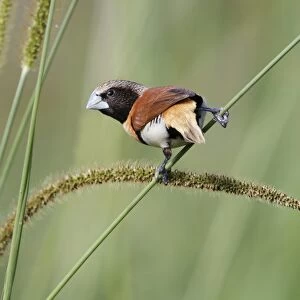 Chestnut-breasted Munia (Lonchura castaneothorax) adult, feeding on grass seeds, Atherton Tableland