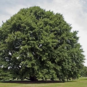 Chestnut-leaved Oak (Quercus castaneifolia) habit, growing in botanic gardens, Royal Botanic Gardens, Kew