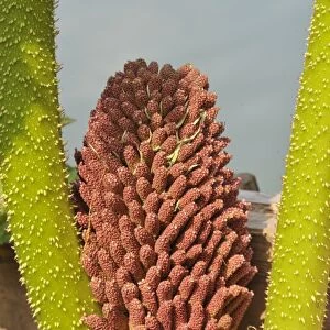 Chilean Gunnera (Gunnera tinctoria) close-up of flowerspike