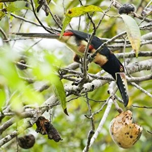 Collared Aracari (Pteroglossus torquatus) adult, feeding on fruit in tree, Tikal N. P. Peten, Guatemala