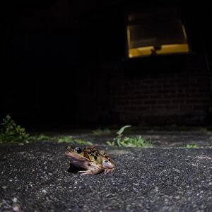 Common Frog (Rana temporaria) adult, in urban garden at night, Nottingham, Nottinghamshire, England, July