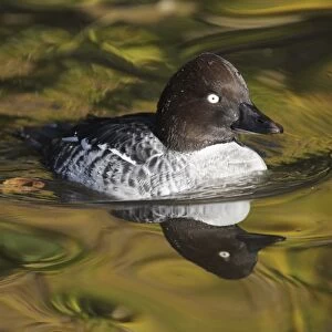 Common Goldeneye (Bucephala clangula) adult female, swimming in pool, with reflected autumn colours, Martin Mere W. W. T