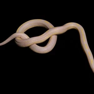 Striped Snake Related Images