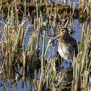 Common Snipe, winter in cut reed, Minsmere Suffolk