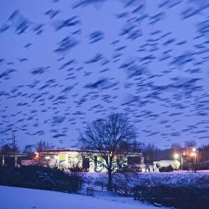 Common Starling (Sturnus vulgaris) flock, in flight, arriving to roost over petrol station at dusk, Gretna, Dumfries and Galloway, Scotland, december