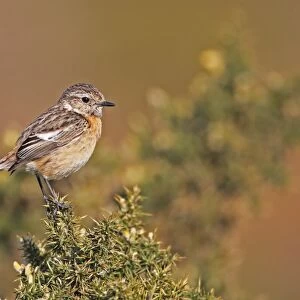 Common Stonechat (Saxicola torquata) adult female, perched on gorse, Dunwich Heath, Suffolk, England, april