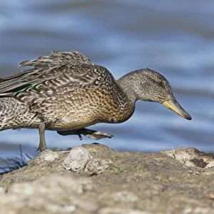 Common Teal (Anas crecca) adult female, walking on island at edge of water, Suffolk, England, August