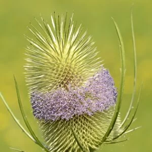 Common Teasel (Dipsacus fullonum) close-up of flowerhead, Oxfordshire, England, July