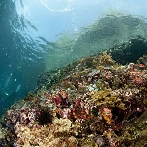 Coral reef habitat with fish shoal and hill above surface of water, Crucifixion Point, Pantar Island, Alor Archipelago