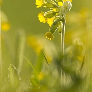 Cowslip (Primula veris) flowering, backlit, growing in meadow, Derbyshire, England, may