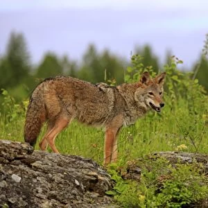 Coyote (Canis latrans) adult, standing on rocks, Montana, U. S. A. june (captive)