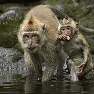 Crab-eating Macaque (Macaca fascicularis) immature female and young, feeding in water, Sacred Monkey Forest Sanctuary