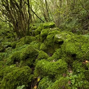 Damp and mossy deciduous woodland habitat, Monks Dale, Derbyshire Dales N. N. R. White Peak, Peak District N. P