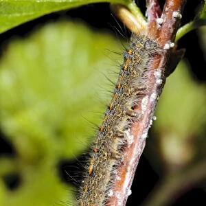 December Moth (Poecilocampa populi) second instar larva, resting on birch twig, Powys, Wales, April