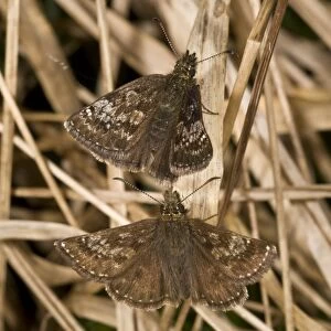 Dingy Skipper (Erynnis tages) adult pair, courting, French Pyrenees, France, June