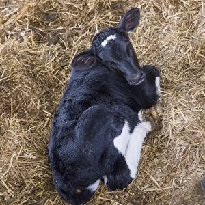 Domestic Cattle, Holstein calf, resting on straw, Rotherham, South Yorkshire, England, February