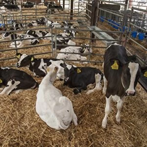 Domestic Cattle, Holstein dairy calves, on straw bedding in pens, Cheshire, England, August