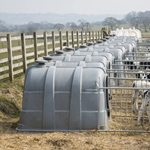 Domestic Cattle, Holstein dairy calves, standing in plastic calf hutches on dairy farm, Lancashire, England, April