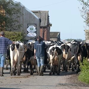 Domestic Cattle, Holstein dairy cows, farmers bringing herd in for milking, Hutton, Preston, Lancashire, England, september