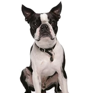 Domestic Dog, Boston Terrier, adult male, sitting, with collar and tag