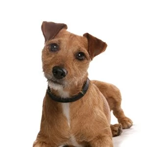 Domestic Dog, Patterdale Terrier, adult, laying, with collar